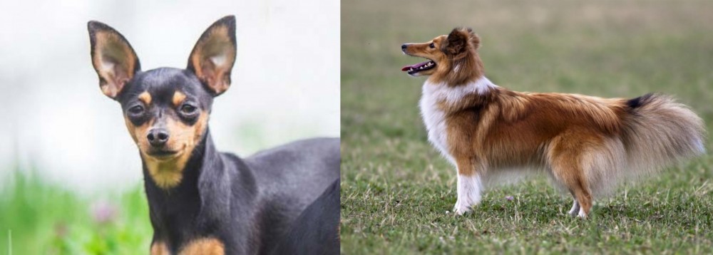 Shetland Sheepdog vs Prazsky Krysarik - Breed Comparison