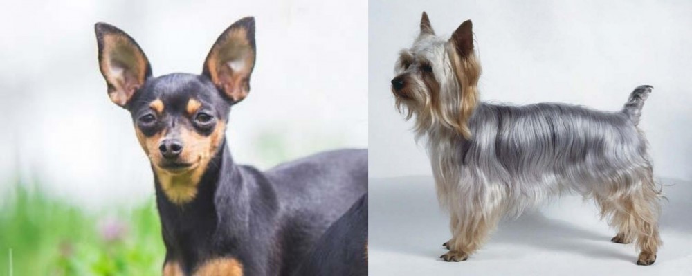 Silky Terrier vs Prazsky Krysarik - Breed Comparison