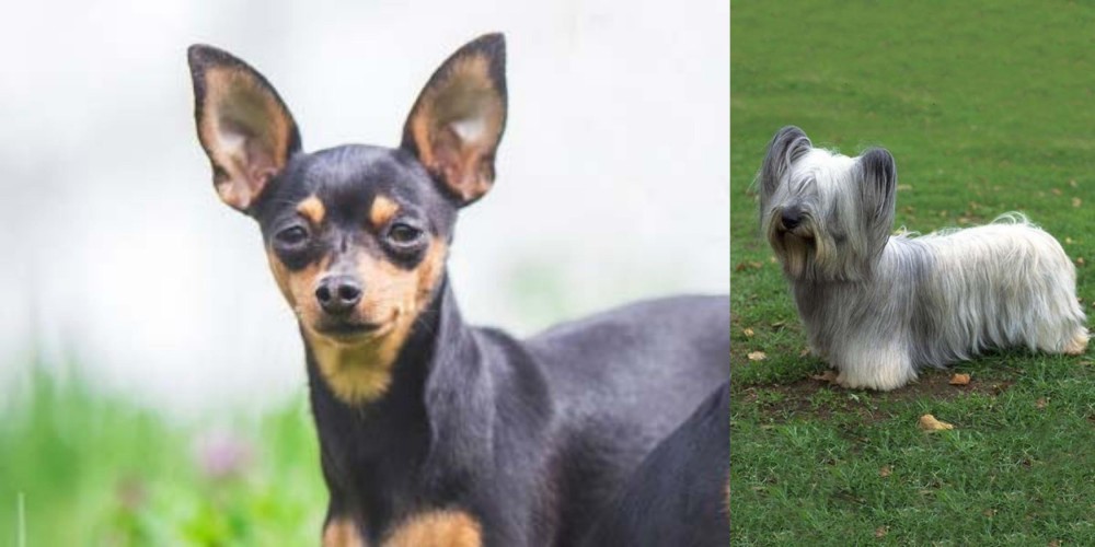 Skye Terrier vs Prazsky Krysarik - Breed Comparison