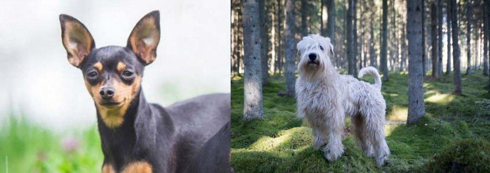 Soft-Coated Wheaten Terrier vs Prazsky Krysarik - Breed Comparison