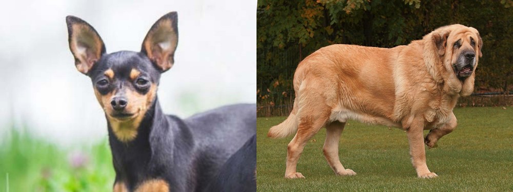 Spanish Mastiff vs Prazsky Krysarik - Breed Comparison