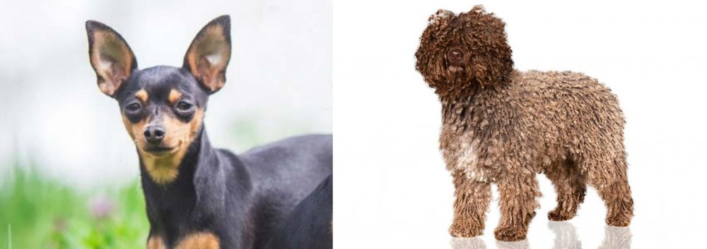 Spanish Water Dog vs Prazsky Krysarik - Breed Comparison