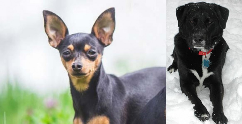 St. John's Water Dog vs Prazsky Krysarik - Breed Comparison