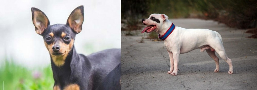 Staffordshire Bull Terrier vs Prazsky Krysarik - Breed Comparison