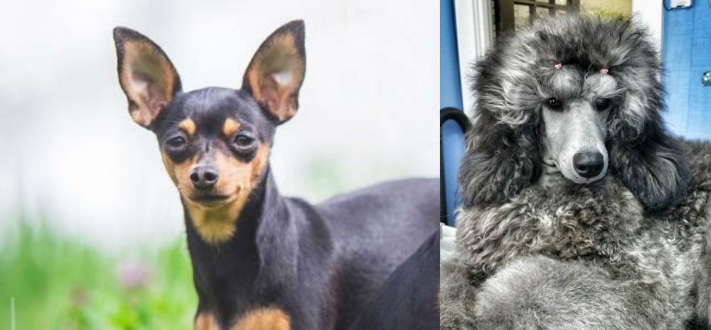 Standard Poodle vs Prazsky Krysarik - Breed Comparison
