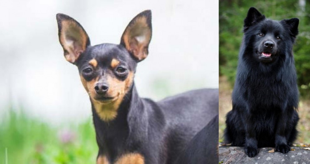 Swedish Lapphund vs Prazsky Krysarik - Breed Comparison