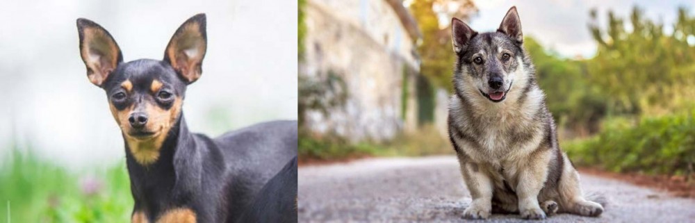 Swedish Vallhund vs Prazsky Krysarik - Breed Comparison