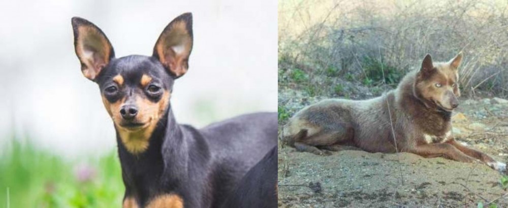 Tahltan Bear Dog vs Prazsky Krysarik - Breed Comparison