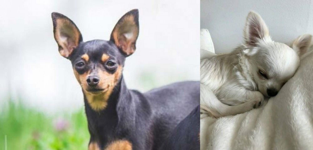 Tea Cup Chihuahua vs Prazsky Krysarik - Breed Comparison