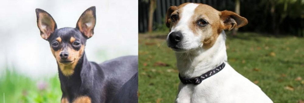 Tenterfield Terrier vs Prazsky Krysarik - Breed Comparison