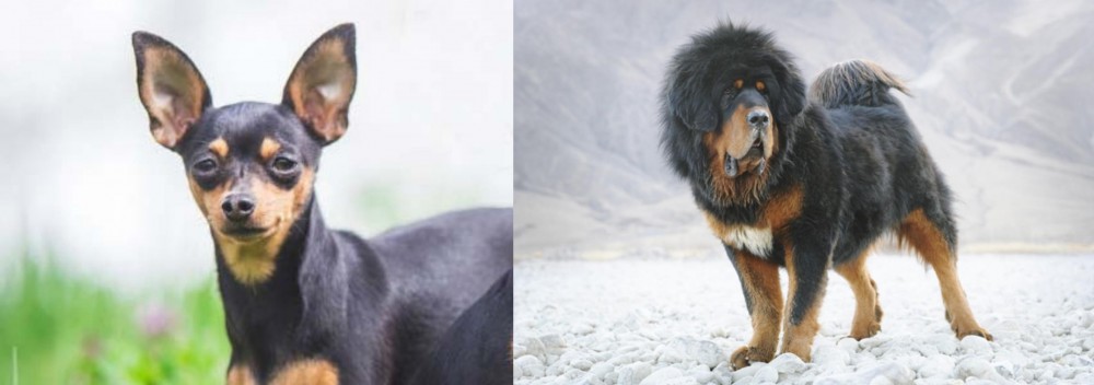 Tibetan Mastiff vs Prazsky Krysarik - Breed Comparison