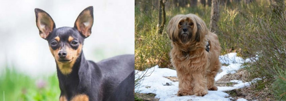 Tibetan Terrier vs Prazsky Krysarik - Breed Comparison