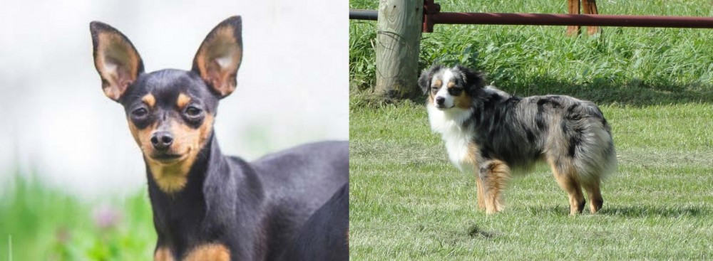 Toy Australian Shepherd vs Prazsky Krysarik - Breed Comparison