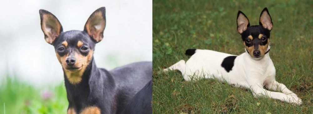 Toy Fox Terrier vs Prazsky Krysarik - Breed Comparison
