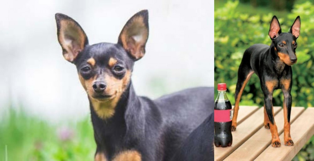 Toy Manchester Terrier vs Prazsky Krysarik - Breed Comparison