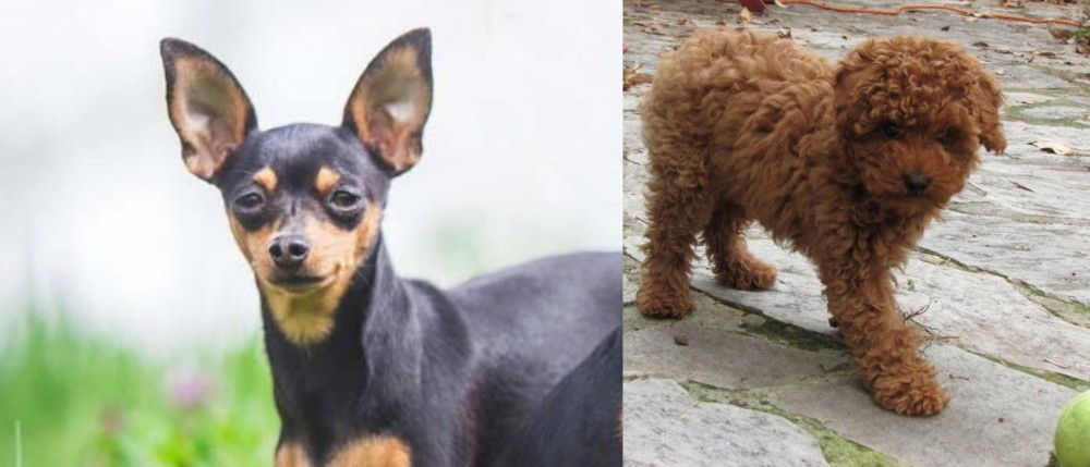 Toy Poodle vs Prazsky Krysarik - Breed Comparison