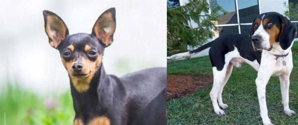 Treeing Walker Coonhound vs Prazsky Krysarik - Breed Comparison