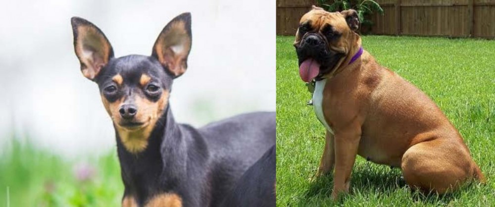 Valley Bulldog vs Prazsky Krysarik - Breed Comparison