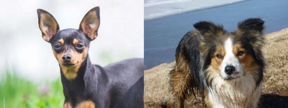 Welsh Sheepdog vs Prazsky Krysarik - Breed Comparison