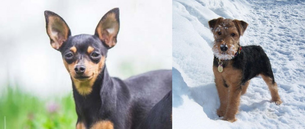 Welsh Terrier vs Prazsky Krysarik - Breed Comparison