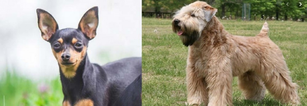 Wheaten Terrier vs Prazsky Krysarik - Breed Comparison