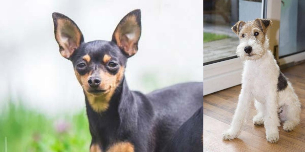 Wire Fox Terrier vs Prazsky Krysarik - Breed Comparison