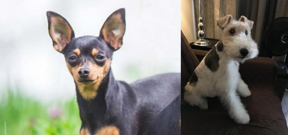 Wire Haired Fox Terrier vs Prazsky Krysarik - Breed Comparison