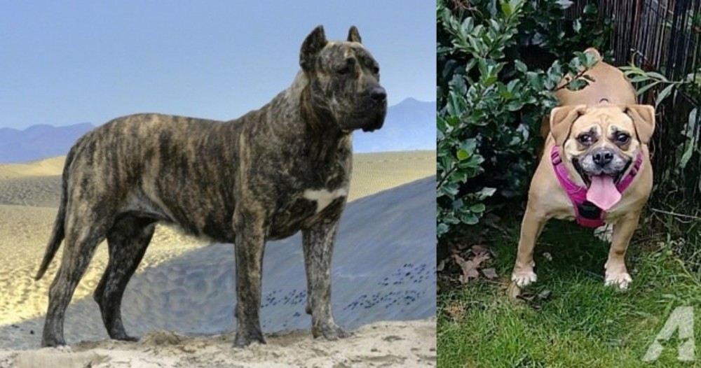 Beabull vs Presa Canario - Breed Comparison