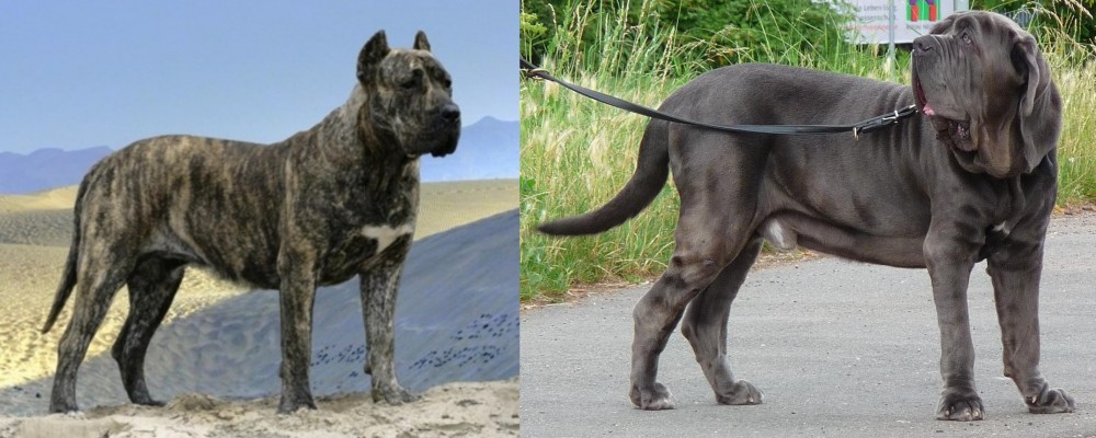 Neapolitan Mastiff vs Presa Canario - Breed Comparison