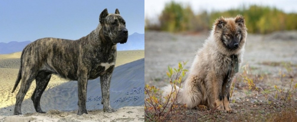 Nenets Herding Laika vs Presa Canario - Breed Comparison
