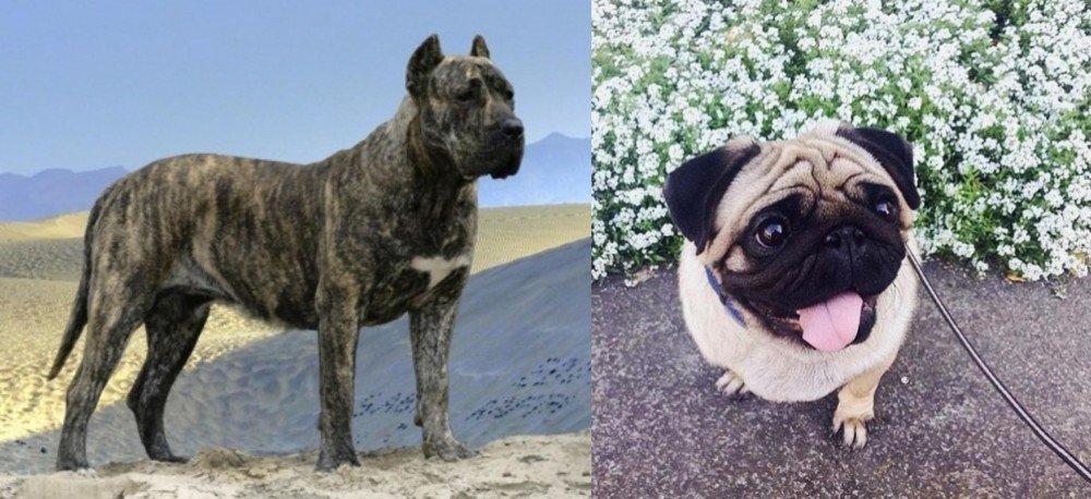 Pug vs Presa Canario - Breed Comparison