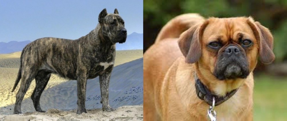 Pugalier vs Presa Canario - Breed Comparison