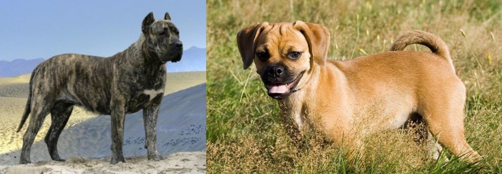 Puggle vs Presa Canario - Breed Comparison