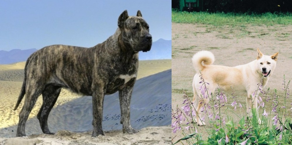 Pungsan Dog vs Presa Canario - Breed Comparison