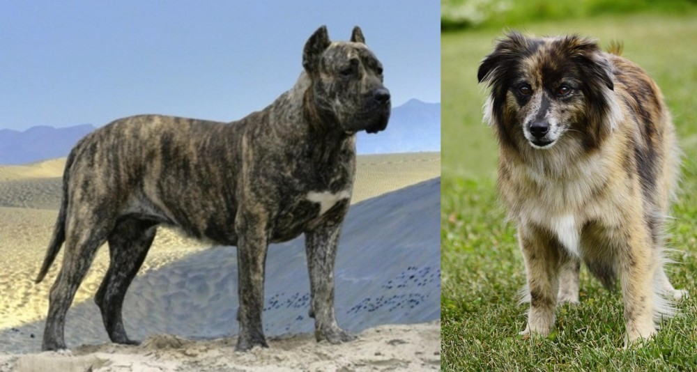 Pyrenean Shepherd vs Presa Canario - Breed Comparison