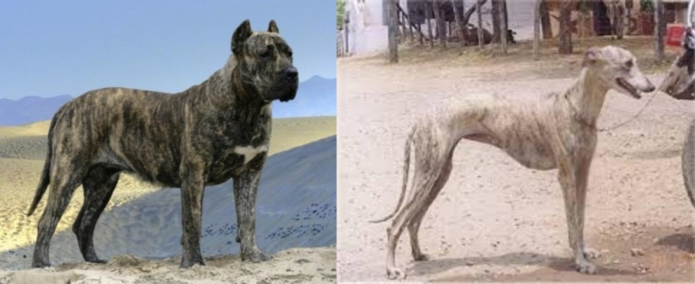 Rampur Greyhound vs Presa Canario - Breed Comparison