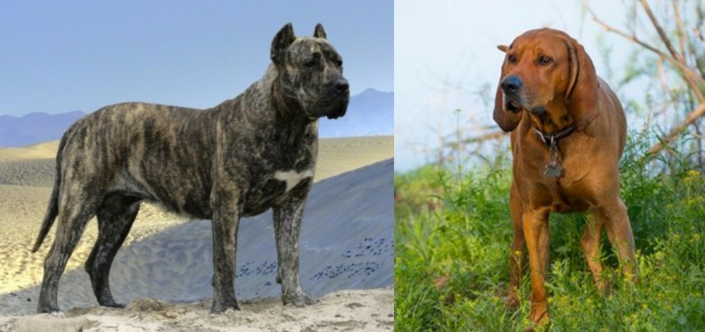 Redbone Coonhound vs Presa Canario - Breed Comparison