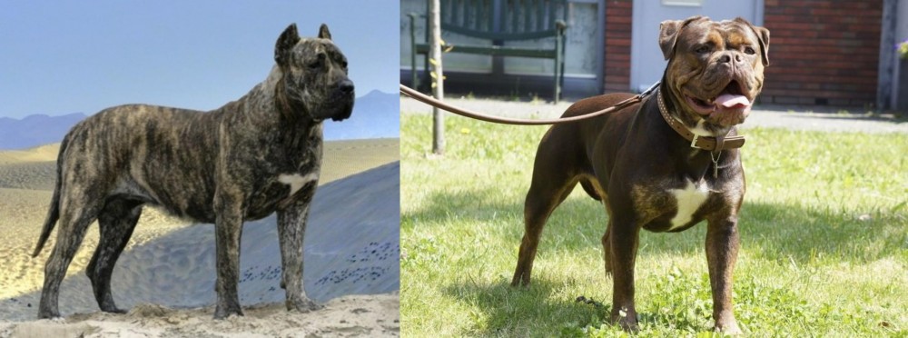 Renascence Bulldogge vs Presa Canario - Breed Comparison