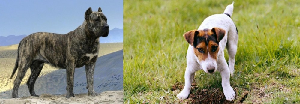 Russell Terrier vs Presa Canario - Breed Comparison