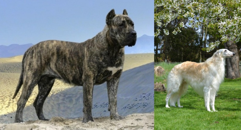 Russian Hound vs Presa Canario - Breed Comparison