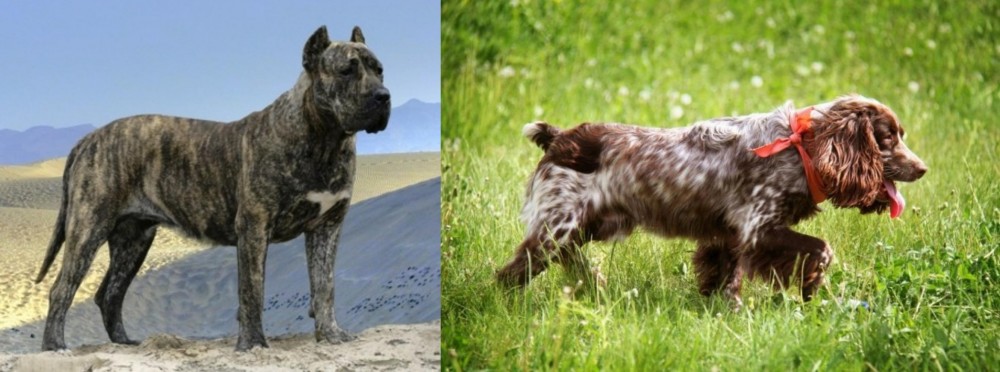 Russian Spaniel vs Presa Canario - Breed Comparison