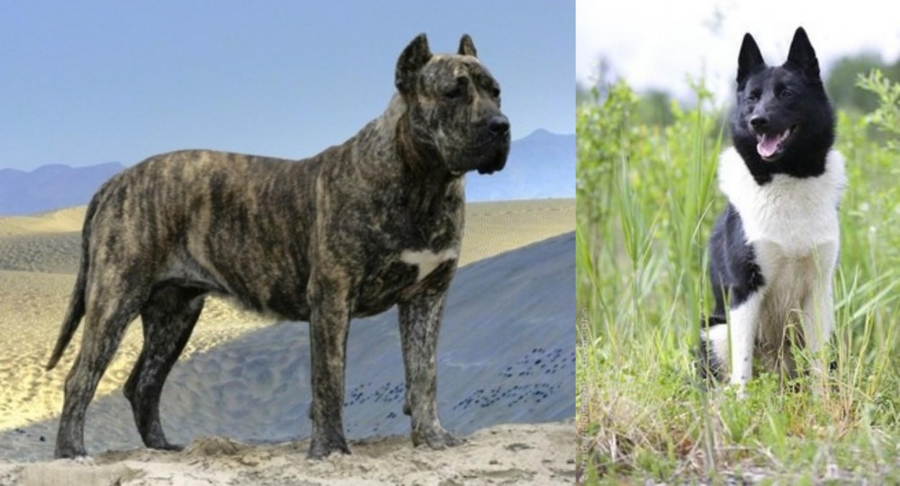 Russo-European Laika vs Presa Canario - Breed Comparison