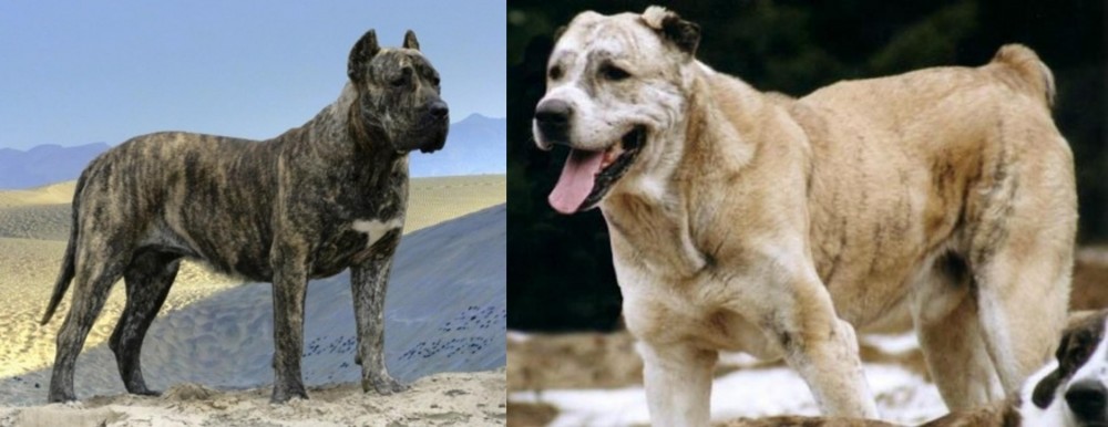 Sage Koochee vs Presa Canario - Breed Comparison