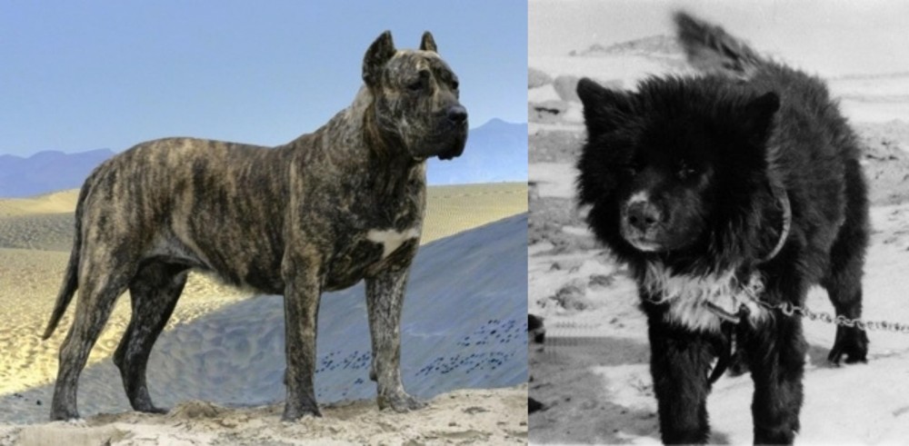 Sakhalin Husky vs Presa Canario - Breed Comparison