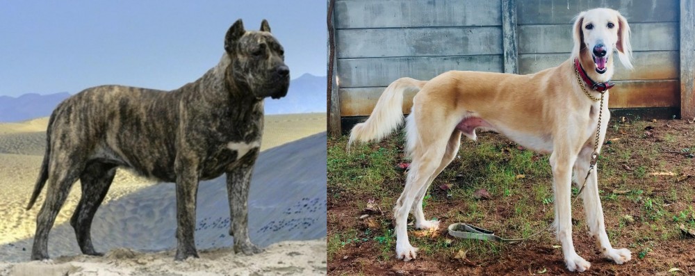 Saluki vs Presa Canario - Breed Comparison