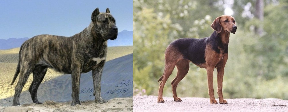 Schillerstovare vs Presa Canario - Breed Comparison