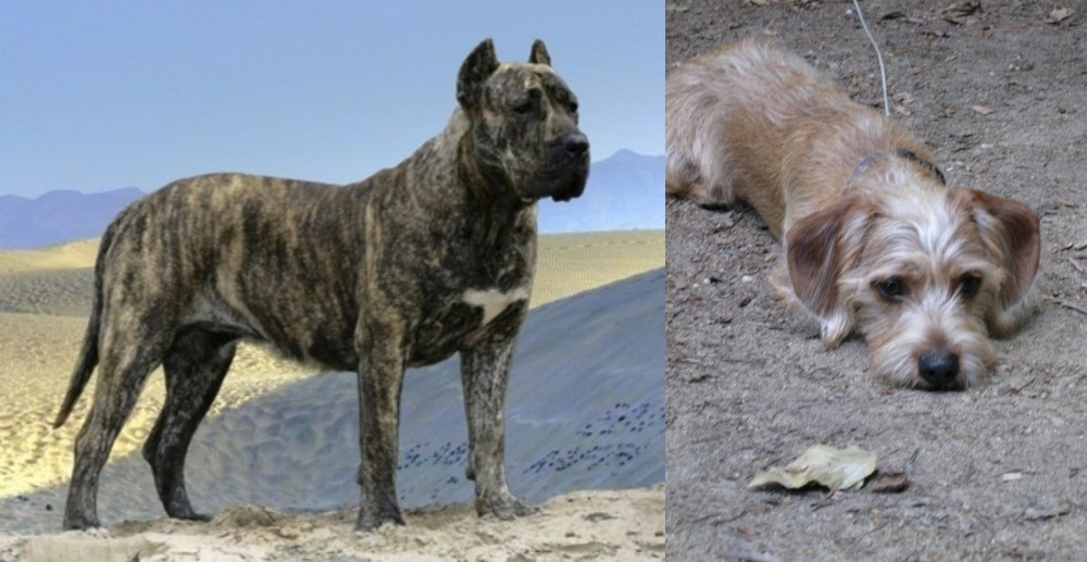 Schweenie vs Presa Canario - Breed Comparison
