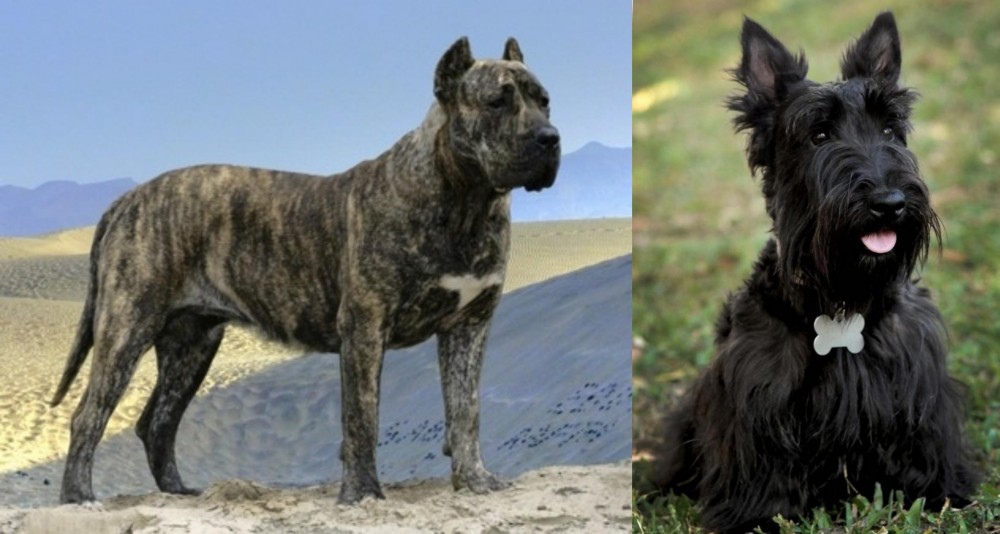 Scoland Terrier vs Presa Canario - Breed Comparison