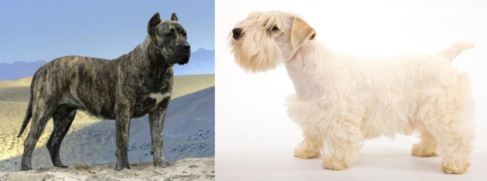 Sealyham Terrier vs Presa Canario - Breed Comparison