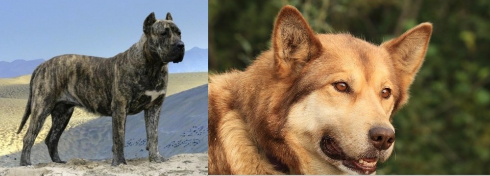 Seppala Siberian Sleddog vs Presa Canario - Breed Comparison